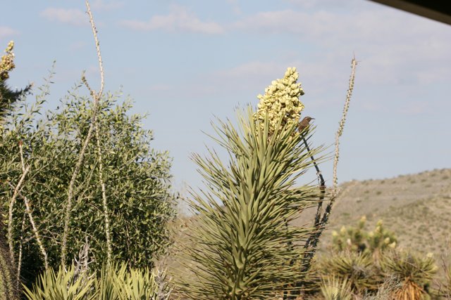 Desert Bird on Agavaceae Plant