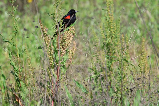 Red-winged Blackbird Perched in Wetland Grasses