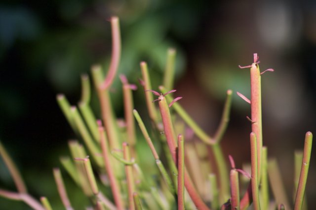 A Close Up of a Vibrant Green Plant