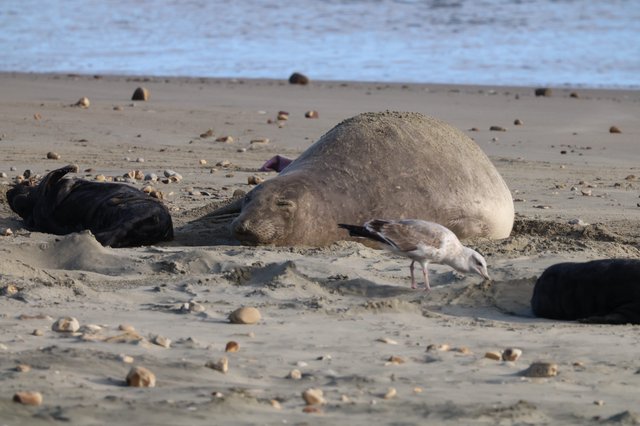 Elephant Seal and Seagull Resting on Sandy Beach