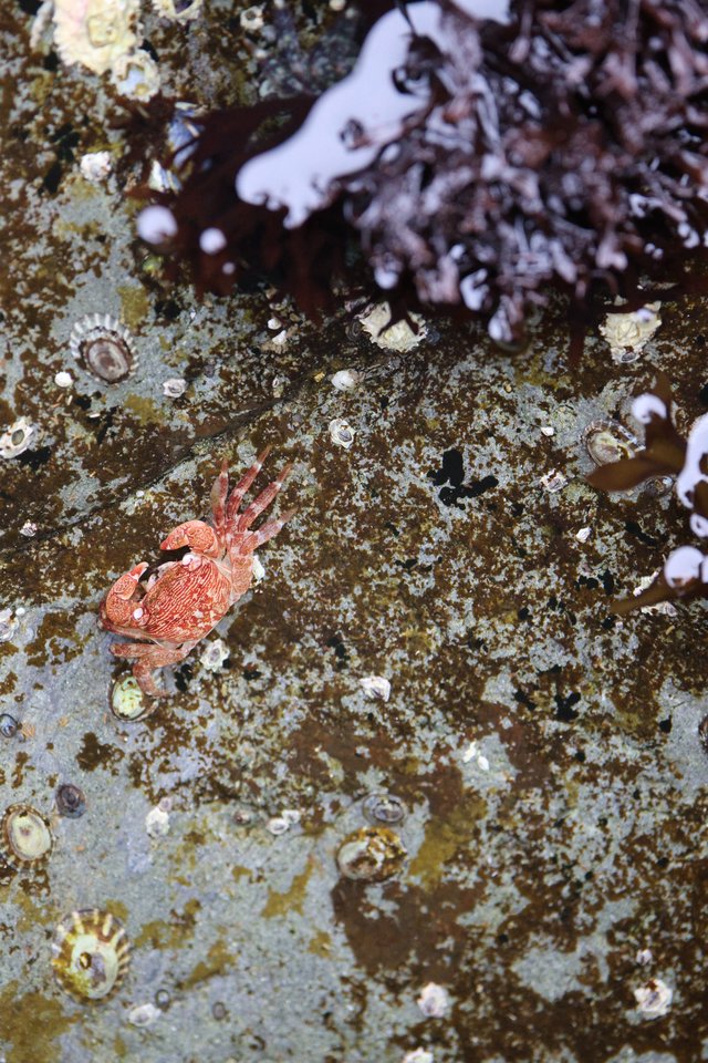 Crimson Crab Navigates Rocky Intertidal Zone