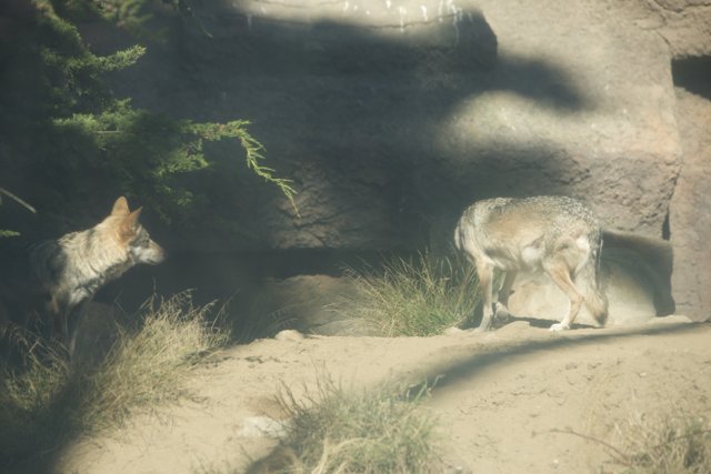 Captivating Canines at the SF Zoo