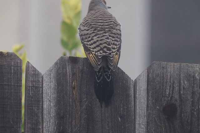 Barred-Back Dove Perched on Weathered Wooden Fence