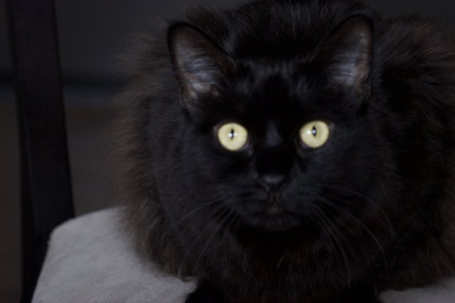 The Elegant Black Cat