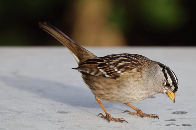 White-Crowned Sparrow Foraging on White Surface