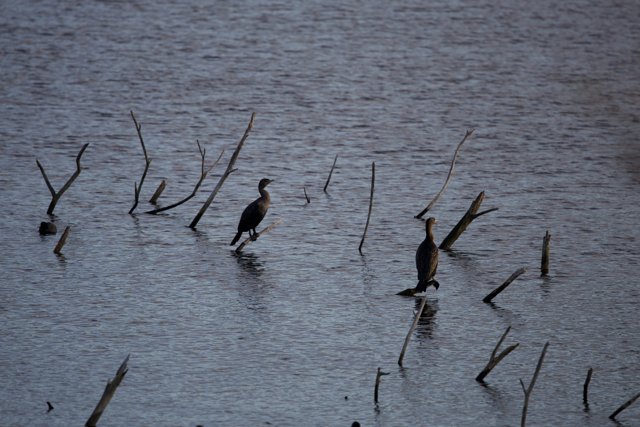 Resilience Reflected: Birds at Lake Merced