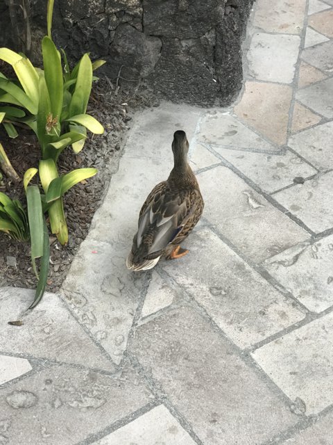The Duck's Stroll