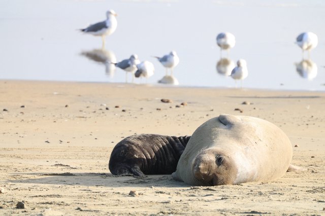 Elephant Seal Mother and Pup Resting on Beach