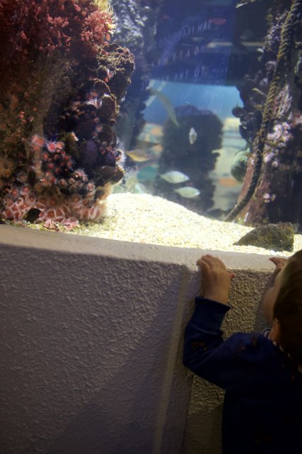 A Wonder-Filled Encounter: Young Boy Meets the Underwater World
