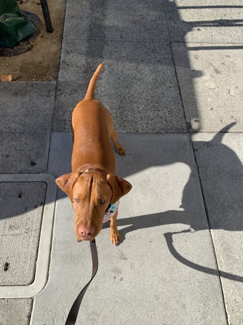 Vizsla Takes a Stroll in San Francisco