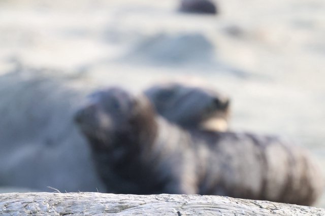 Elephant Seal Pup Resting at Drakes Beach