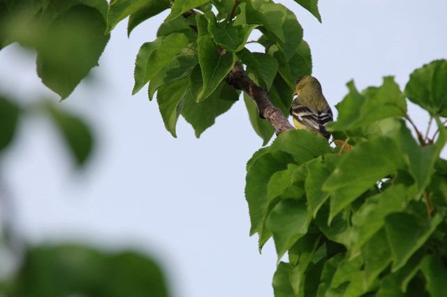 American Goldfinch Perched Among Fresh Spring Leaves