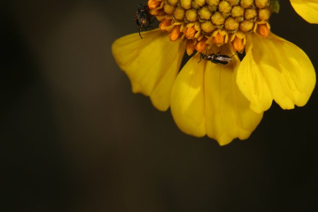 Busy Bee Collecting Pollen on a Daisy Flower