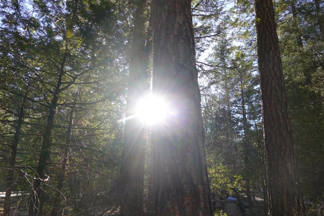 Sun-kissed Sequoia Grove