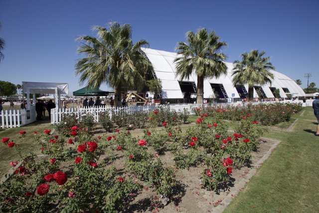 A White Tent Adorned with Red Roses