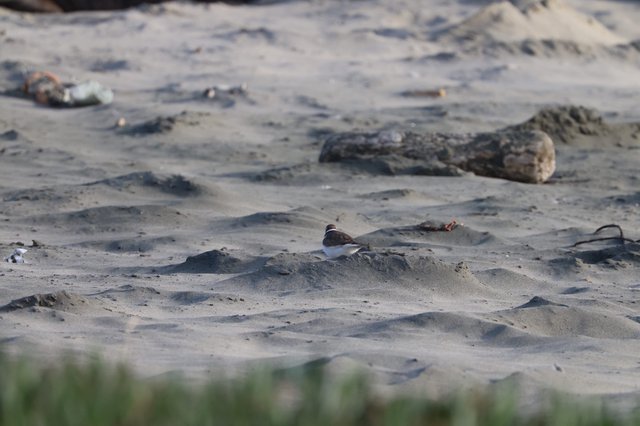 Small Shorebird Resting on Sandy Beach Among Debris