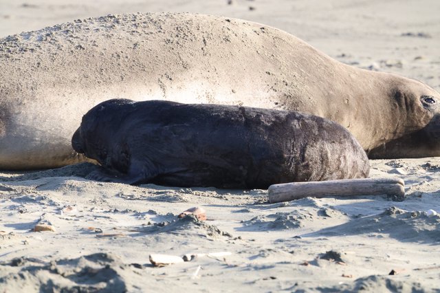 Newborn Elephant Seal Pup with Mother at Drakes Beach