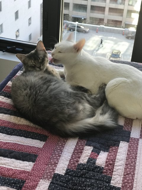 Feline Friends on a Cozy Quilt