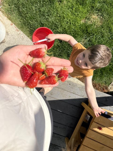 Joyful Strawberry Harvest