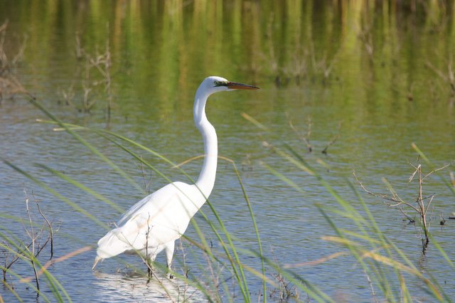 Great Egret Wading in Wetland Shallows