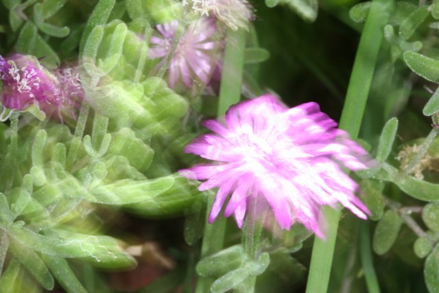 Blurry Pink Geranium in Grass