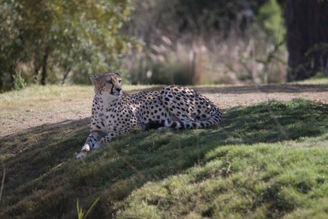 Regal Cheetah on the Grass Hill