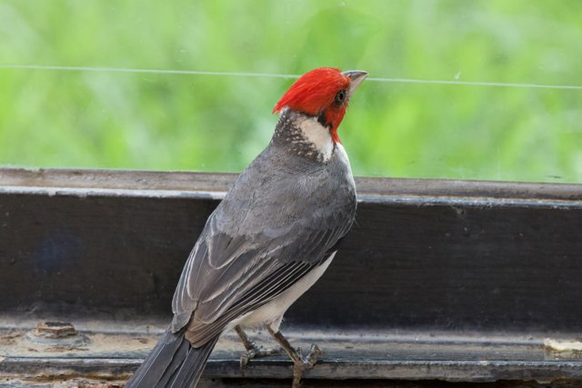 Regal Observer: The Finch at Honolulu Zoo
