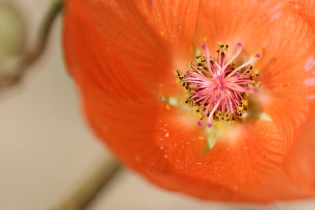 Vibrant Orange Lily Blossom