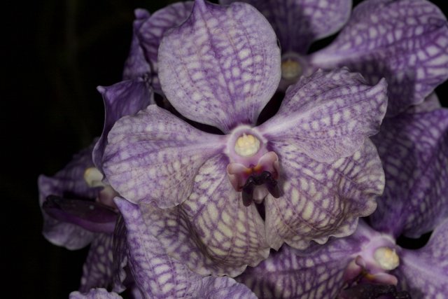 Pretty Purple Orchid with White Spots