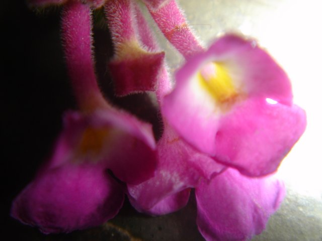 Geranium in Bloom