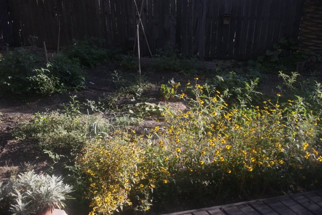 A Vibrant Garden Blooming with Yellow Flowers