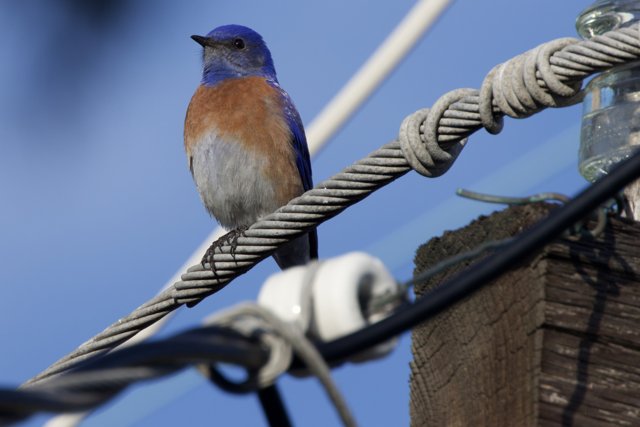 Perched Beauty