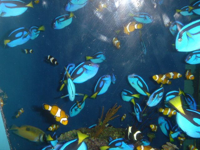 A Colorful School of Fish in the Aquarium