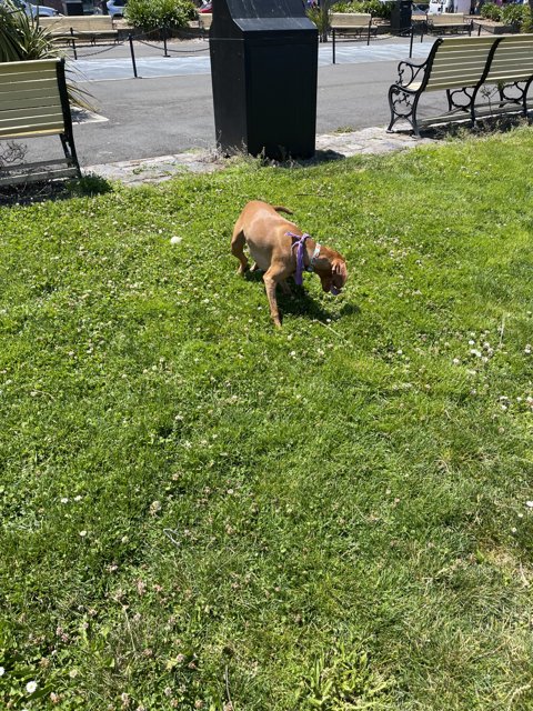 Playfully Pouncing Pup in Ghirardelli Square