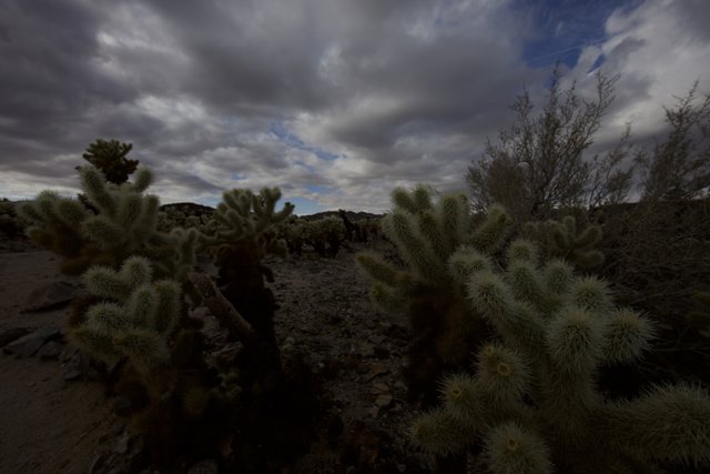 Majestic Cacti in a Cloudy Sky