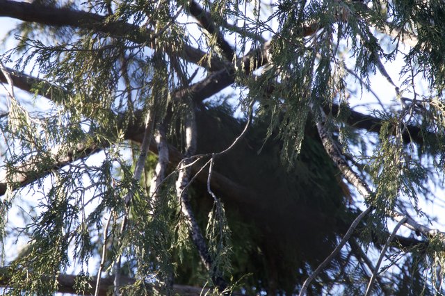 Great Horned Owl Perched in Yosemite Cedar Tree