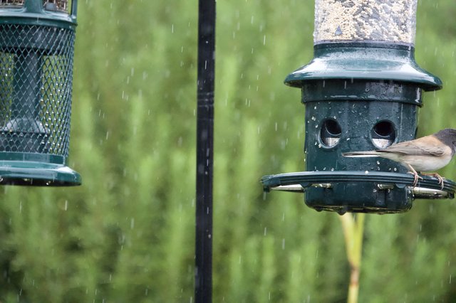 Small Bird Feeding in the Rain at Garden Feeder