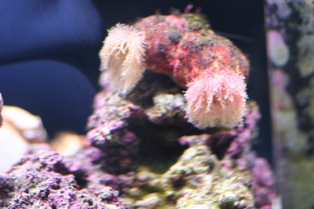 Pink Sea Anemone in Aquarium