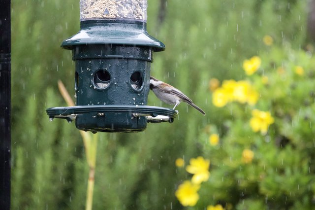 Chickadee Feeding in the Rain at Garden Bird Feeder