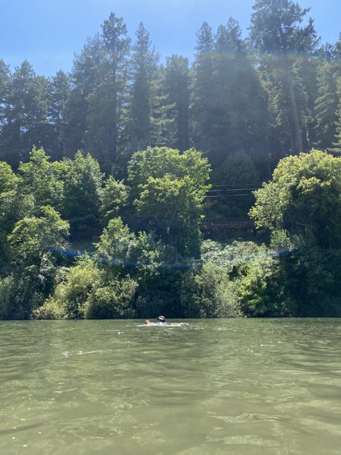 Serene Kayaking in the Russian River