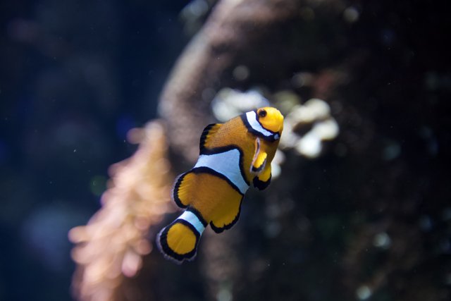 Colorful Clownfish in the Aquarium
