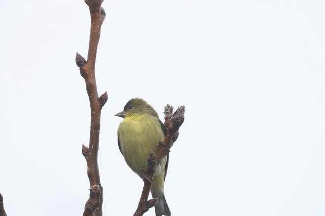 Lesser Goldfinch Perched on Winter Branch