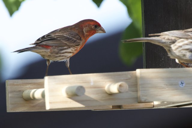 Afternoon Gathering at the Feeder