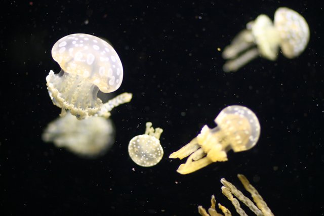 Majestic Jellyfish Wonder in Aquarium