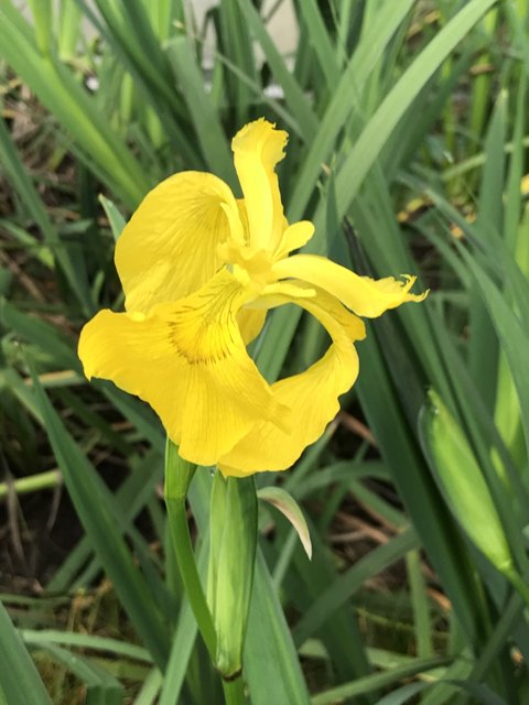 Bright Yellow Iris in the California Sun
