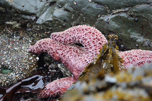 Vibrant Purple Sea Stars Clinging to Tidal Rocks