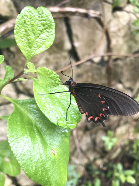 Black and Red Butterfly on a Leaf