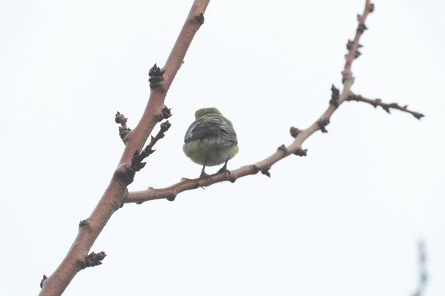 Puffed-Up Songbird Resting on Bare Winter Branch