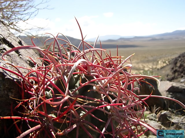 Desert Cactus with Red Stems