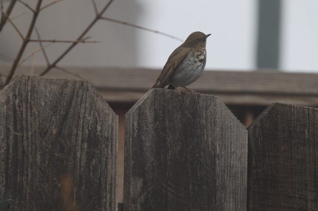 Hermit Thrush Perched on Weathered Wooden Fence